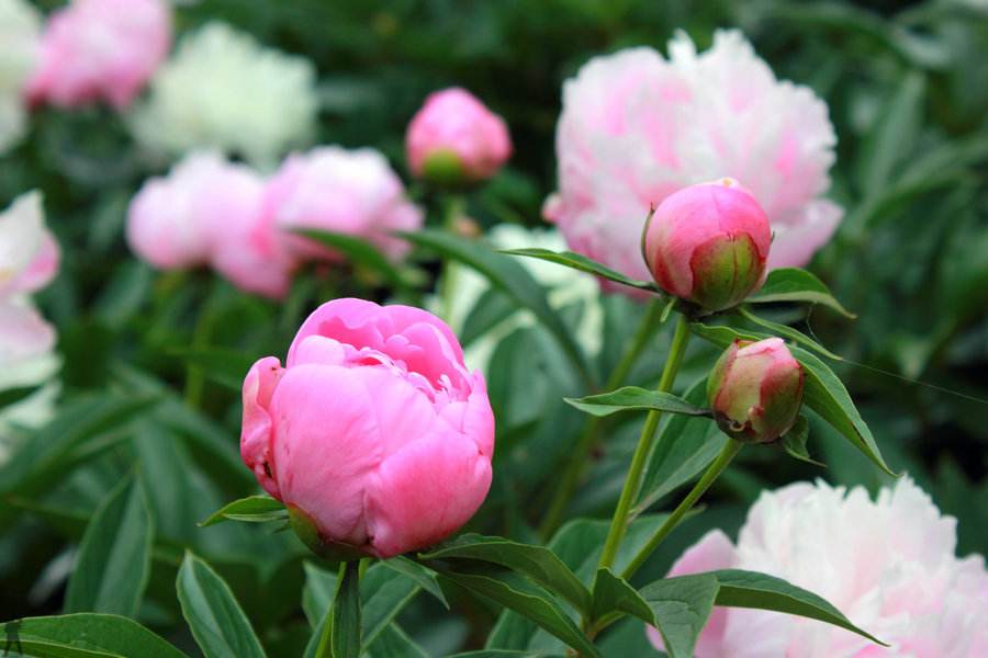 <b>芍药花怎么养以及种植芍药的注意事项</b>