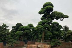 湘景园：可能比种它的庭院更贵的苗木——罗汉