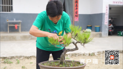 <b>黑松盆景小盆景栽出好钱景！十堰这个村靠它走</b>