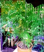 小小盆栽文竹花开二百朵—盆栽竹类植物