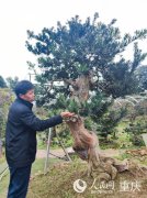 <b>罗汉松盆景新春走基层丨方寸盆景开出“致富花</b>