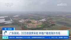 <b>广东徐闻：35万亩菠萝采收 种植户瞄准海外市场</b>