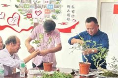 小叶黄杨盆景造型泽普：黄杨盆景造型技术 拓宽