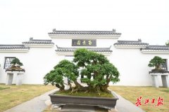 “盆友”别错过！300余盆精品盆景将在汉“大比