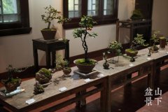 <b>盆景图片大全大图品读盆景艺术：方寸之间见自</b>