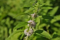 这些植物让你的空间清凉一“夏” 你家里有吗？