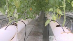 新奇！无土种植番茄 节水农业促丰产家庭