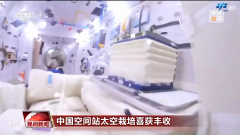 “太空菜园”丰收了！中国空间站太空栽