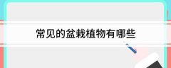 <b>盆景植物种类大全常见的盆栽植物有哪些</b>