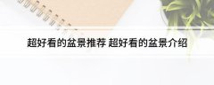 最美极品盆景欣赏超好看的盆景推荐