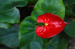 <b>三种最旺家的花_客厅最旺人的三种花</b>