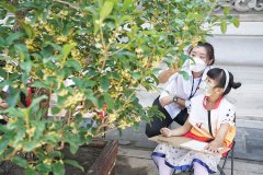 <b>颐和园桂花展中秋迎客170盆盆栽桂花亮相，盆栽</b>