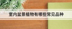 室内盆景植物有哪些常见品种—盆景大全100种