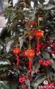 <b>驻马店：元旦临近 花鱼市场行情逐渐升温天堂鸟</b>