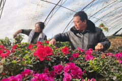 <b>泽普：花卉热销季 小盆栽造出“大风景”</b>