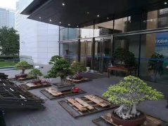 泉州榕树盆景在外交部福建全球推介会上大放异