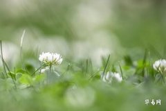 镇宅最旺的四种绿植排名第一最好的镇宅绿植为