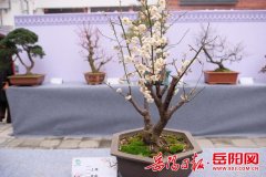 盆景图片新春赏“梅”景！ 170多盆“大师级”盆