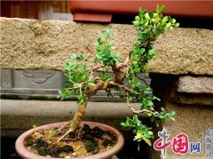 <b>花木文化琐谈之43：创新与发展 盆景艺术发扬光</b>
