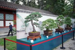 盆景造型领略园林艺术瑰宝110盆南北盆景精品亮