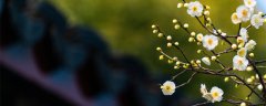 花卉绿植摄影图库养花经典图片