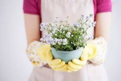 50种绿植花卉：值得收藏！？绿植图片大全大图