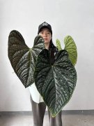 天堂鸟绿植上万块的热带植物成中产新玩具