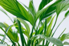 <b>冬天怕室内干燥 备好这些绿植营造保湿的家居环</b>
