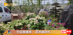 销售旺季来了！绍兴花市备货忙不少老板抢先囤