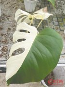 <b>从几千元跌至几十元 你还愿意为“潮玩”热植买</b>