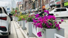 绿植扮靓城市道路生机盎然画卷展！