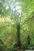 壮美广西·新山海经丨千古“蕨”唱_绿植高清图