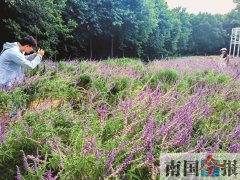 绿植高清图片大全带给你一片紫色浪漫！柳州雀
