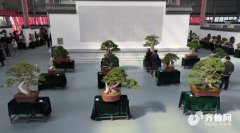 2024首届全国松柏盆景邀请展暨青州市第五届盆景