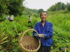 霍山：“阳荷”才露尖尖角—盆栽图片 绿色植物