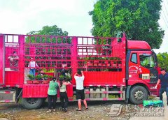小盆景变身“聚宝盆”最美极品盆景欣赏