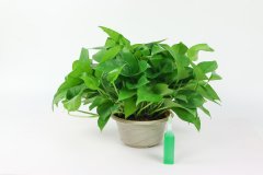 适合长期室内养殖的植物2025-02-05
